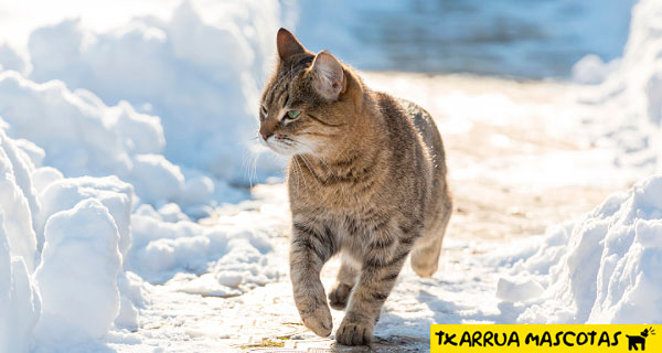 gato sobre nieve